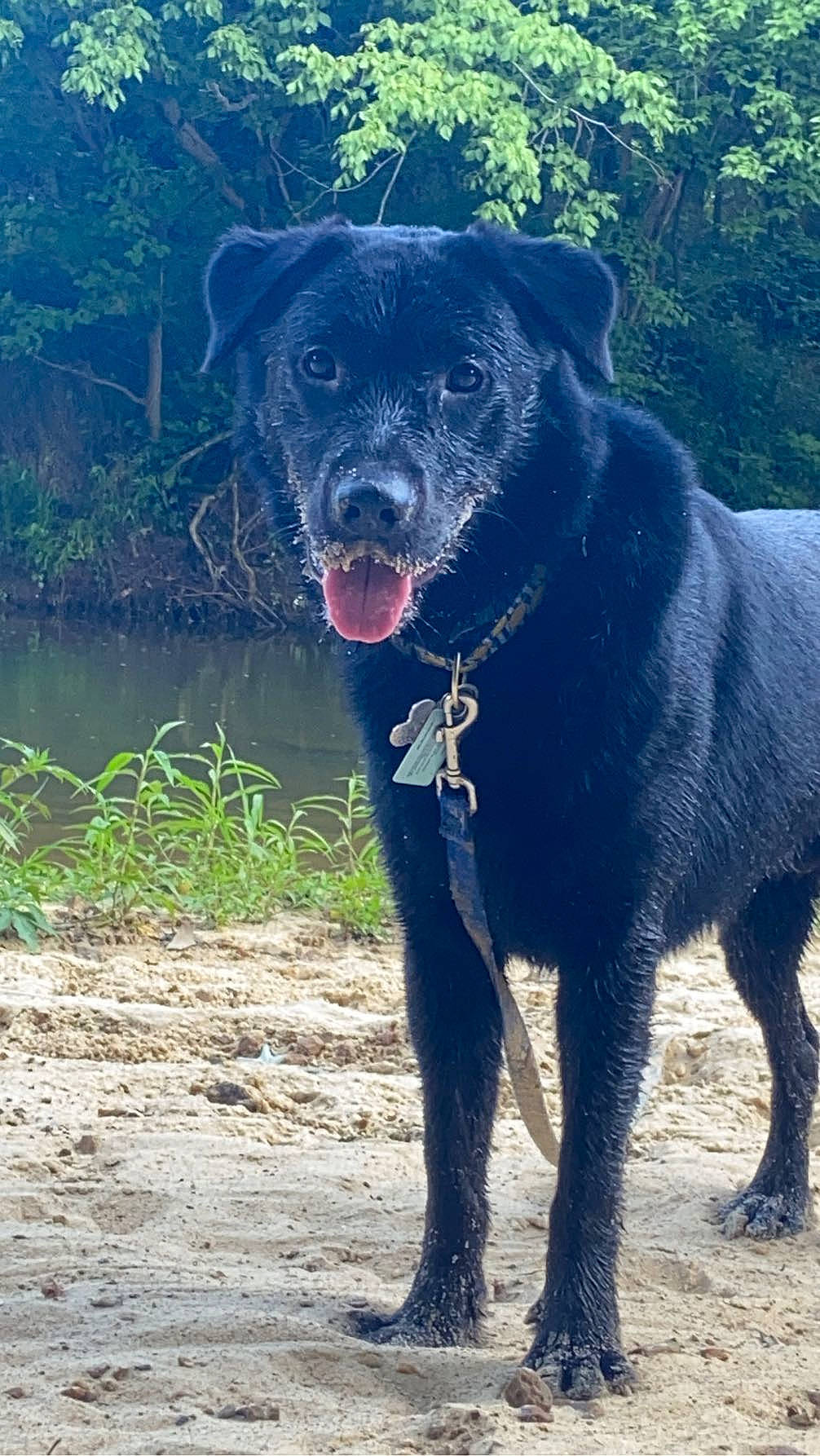 Norman is registered to the contest to win money with this photo: borador, canidae, carnivore, collar, companion_dog, dog, dog_breed, dog_collar, electric_blue, grass, pet_supply, plant, retriever, sporting_group, tail, terrestrial_animal, tree, water, working_animal, working_dog