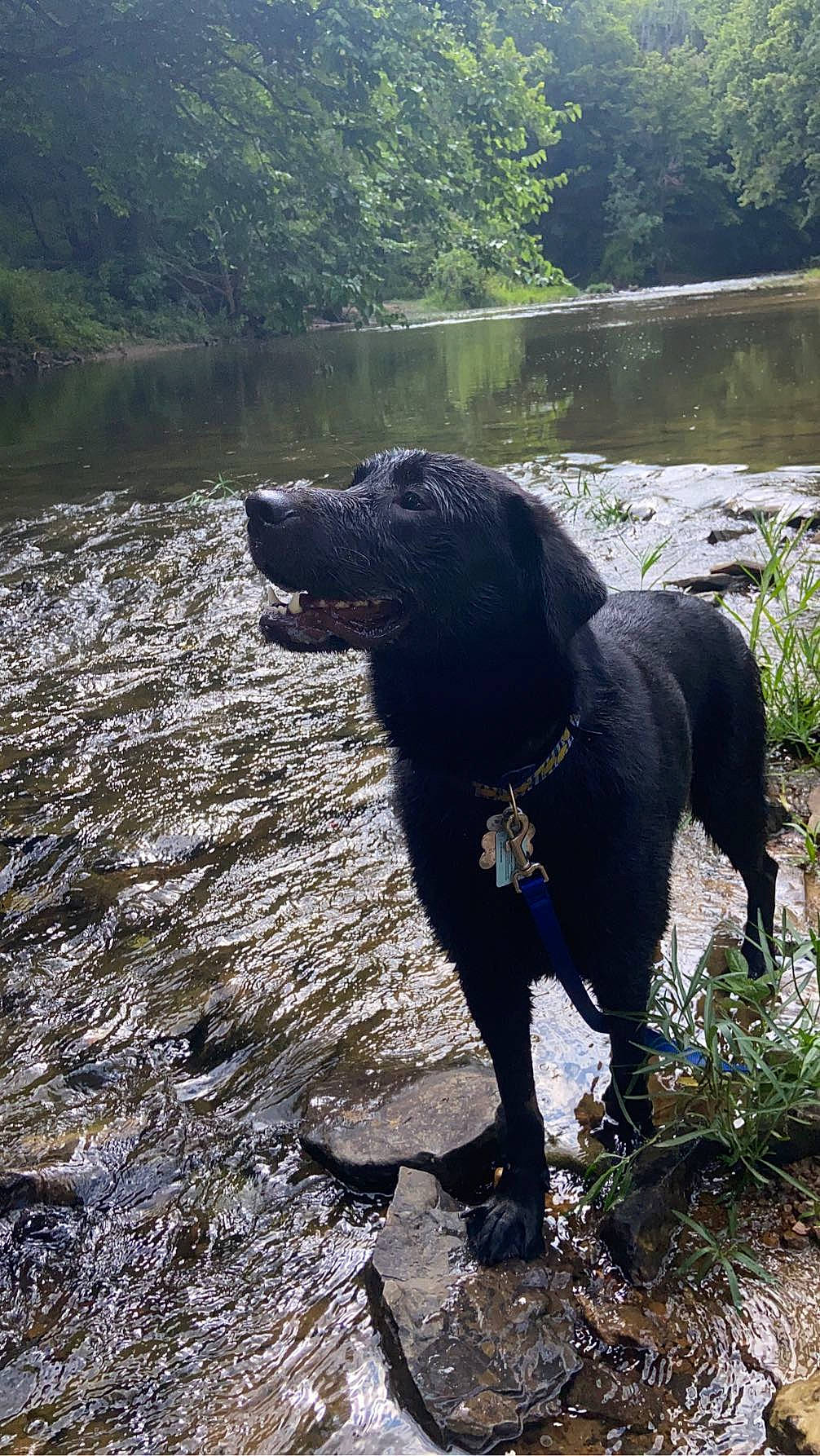 Norman joined the competition — help win amazing prizes! bank, borador, carnivore, collar, companion_dog, dog, dog_breed, dog_collar, fawn, gun_dog, lake, plant, retriever, snout, tail, terrestrial_animal, tree, water, wilderness, working_animal
