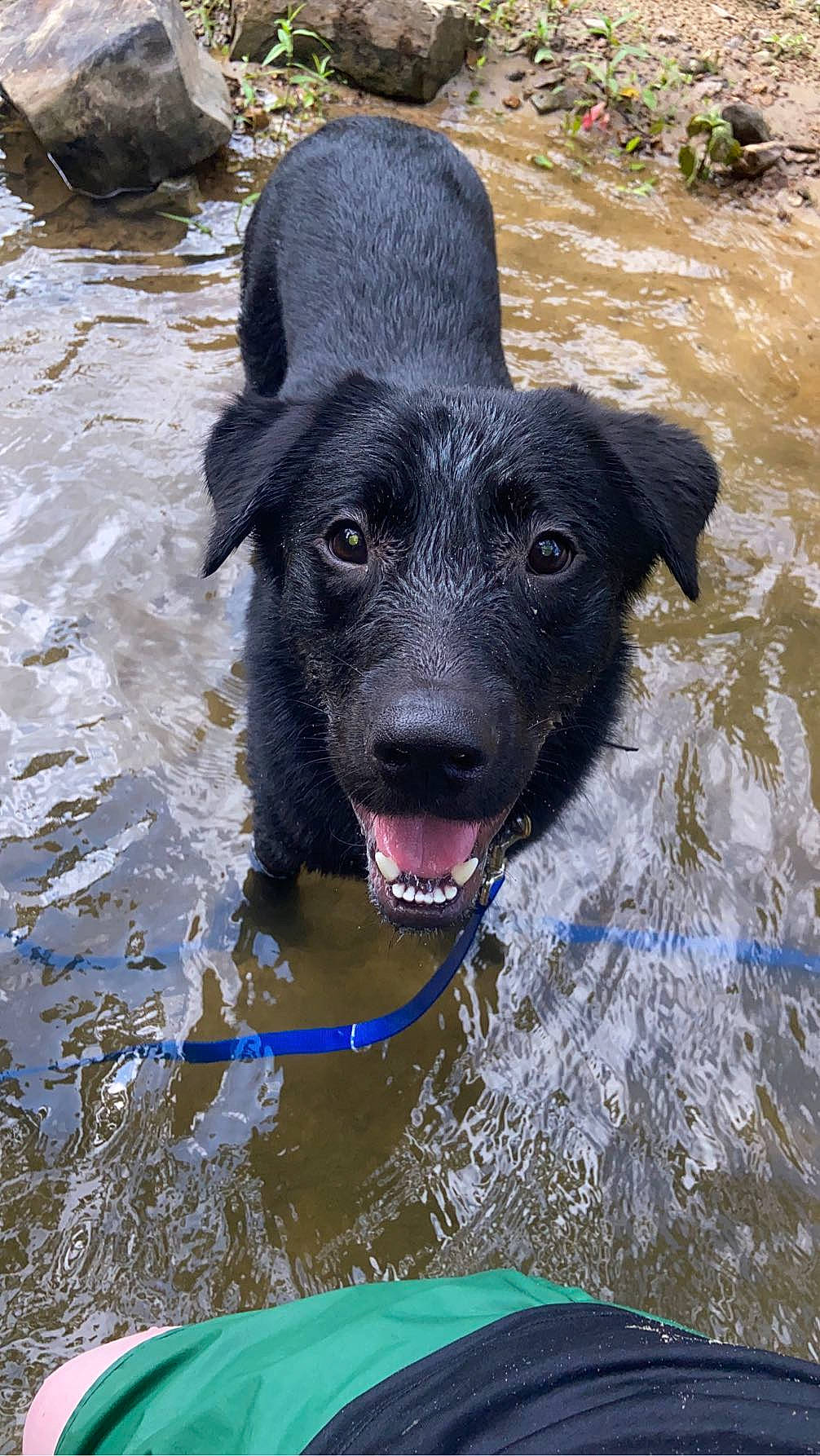 Norman is registered to the contest to win money with this photo: canidae, carnivore, collar, companion_dog, dog, dog_breed, dog_collar, dog_supply, fluvial_landforms_of_streams, guard_dog, gun_dog, liquid, personal_protective_equipment, retriever, snout, sporting_group, water, watercourse, working_animal, working_dog