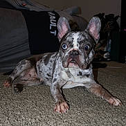 Onyx is registered to the contest to win money with this photo: dog, french_bulldog, merle_coat, carpet, indoor, pet, animal, wide_eyes, lying_down, fur, ears, staring, curious, household, couch, clothing, room, domestic, companion, portrait