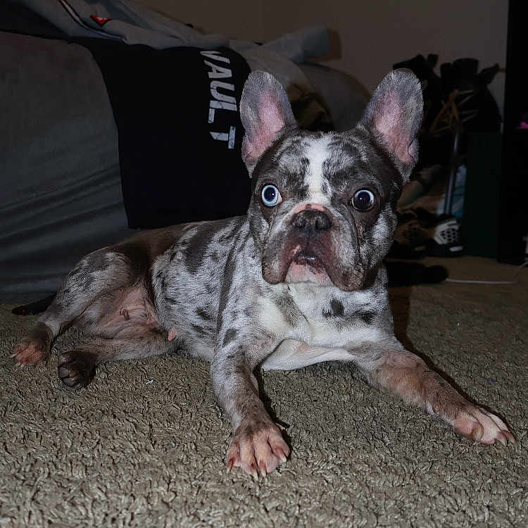 Onyx is registered to the contest to win money with this photo: dog, french_bulldog, merle_coat, carpet, indoor, pet, animal, wide_eyes, lying_down, fur, ears, staring, curious, household, couch, clothing, room, domestic, companion, portrait