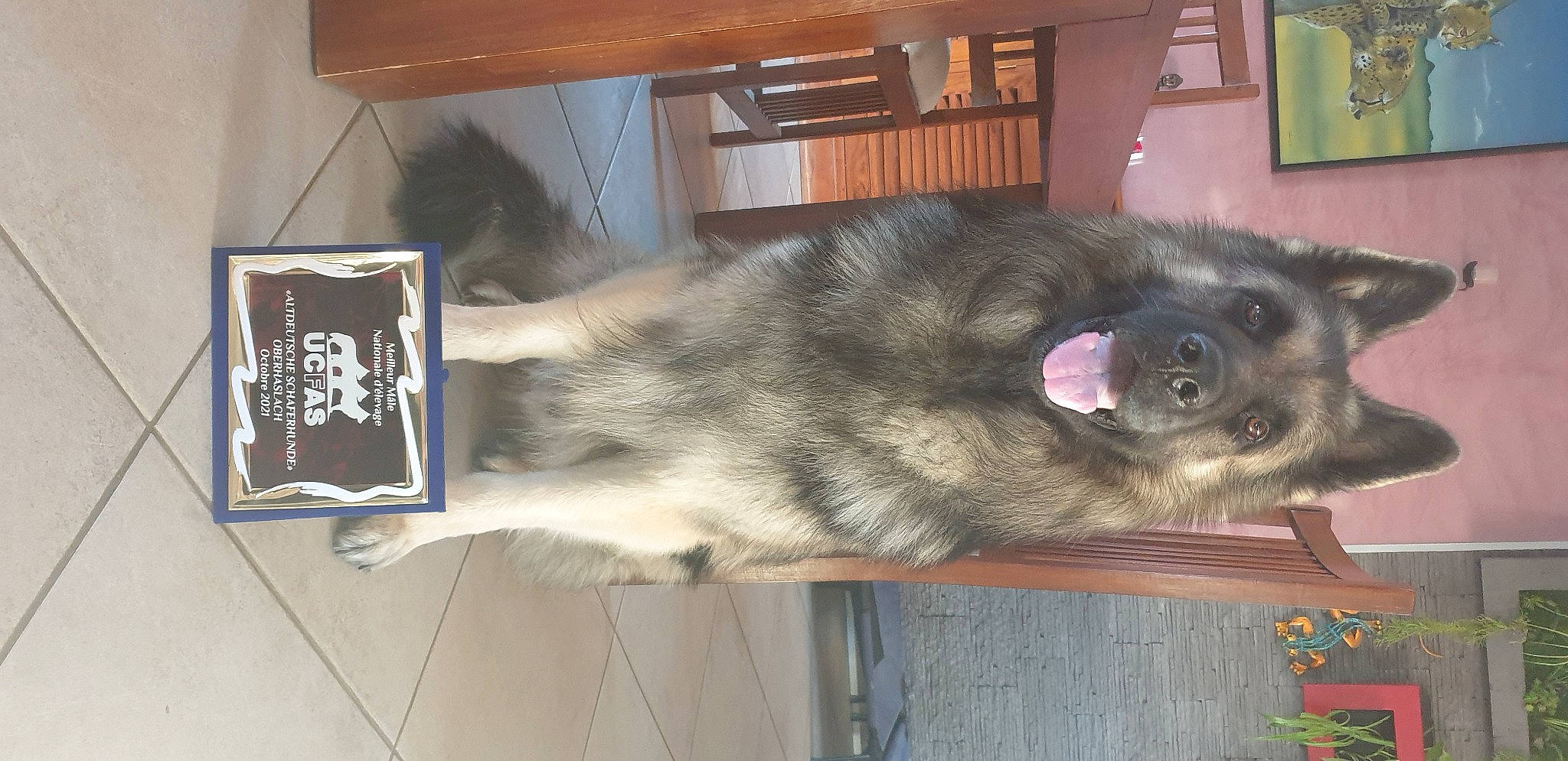 Phantom a rejoint le concours — aidez-le/la à gagner de superbes lots ! canidae, carnivore, companion_dog, dog, dog_breed, estrela_mountain_dog, fawn, fur, leonberger, liver, picture_frame, small_to_medium_sized_cats, sporting_group, tail, whiskers, working_animal