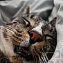 animal, blanket, cat, close_up, cozy, cute, face, feline, fur, indoor, mouth, nose, pet, portrait, relaxed, resting, sleeping, tabby, teeth, whiskers