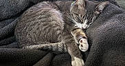 Stormy is registered to the contest to win money with this photo: animal, blanket, cat, comfortable, cozy, cute, domestic_cat, feline, fur, gray_cat, indoors, nap, paw, pet, relaxing, resting, sleeping, soft, tabby, whiskers