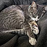 animal, blanket, cat, comfortable, cozy, cute, domestic_cat, feline, fur, gray_cat, indoors, nap, paw, pet, relaxing, resting, sleeping, soft, tabby, whiskers