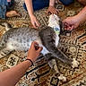 Stormy is registered to the contest to win money with this photo: animal, carpet, cat, collar, cozy, domestic_cat, feline, floor, gray_cat, hands, happy_cat, indoor, multiple_people, patterned_rug, people, petting, relaxing, rug, stretching, white_cat