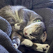 Stormy joined the competition — help win amazing prizes! animal, blanket, cat, closeup, collar, cozy, cute, domestic_animal, fur, gray_fur, indoor, nap, paws, pet, relaxed, resting, sleeping, soft_texture, whiskers, white_fur