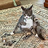 Stormy is registered to the contest to win money with this photo: animal, cat, collar, curious, feline, floor, furniture, gray_cat, home, indoor, paw, pet, playful, rug, scratching_post, sitting, tag, toy, white_cat, wood_floor