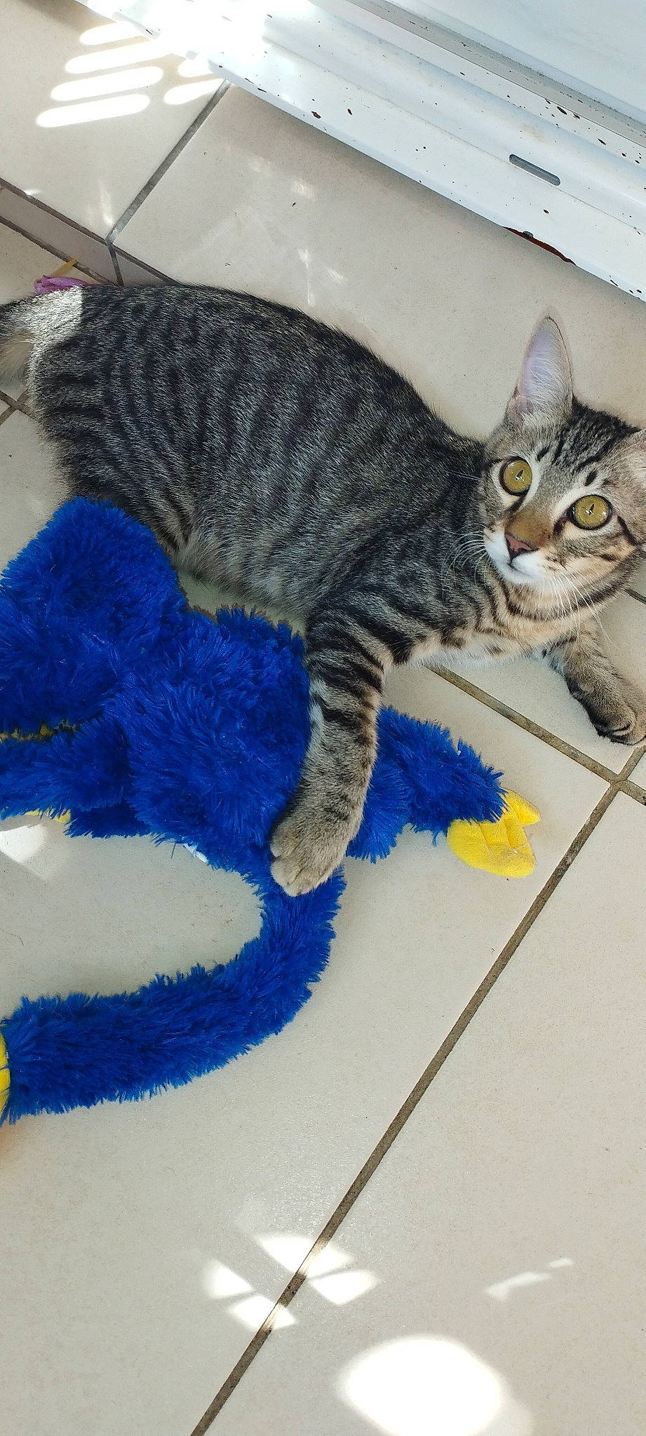 Mimi participe au concours pour gagner de l'argent avec cette photo : art, blue, carnivore, cat, claw, creative_arts, domestic_short_haired_cat, electric_blue, felidae, fur, paint, pattern, paw, small_to_medium_sized_cats, snout, tail, thread, whiskers, wool, woolen