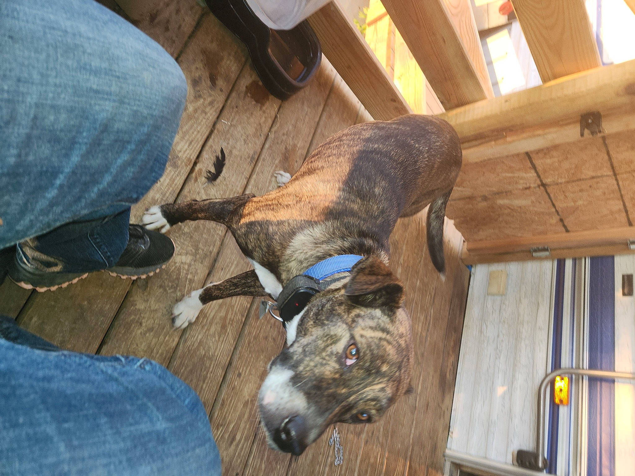 Pooh joined the competition — help win amazing prizes! canidae, carnivore, collar, comfort, companion_dog, denim, dog, dog_breed, fawn, flooring, fur, hardwood, human_leg, leg, livestock, mammal, snout, sporting_group, wood, working_animal