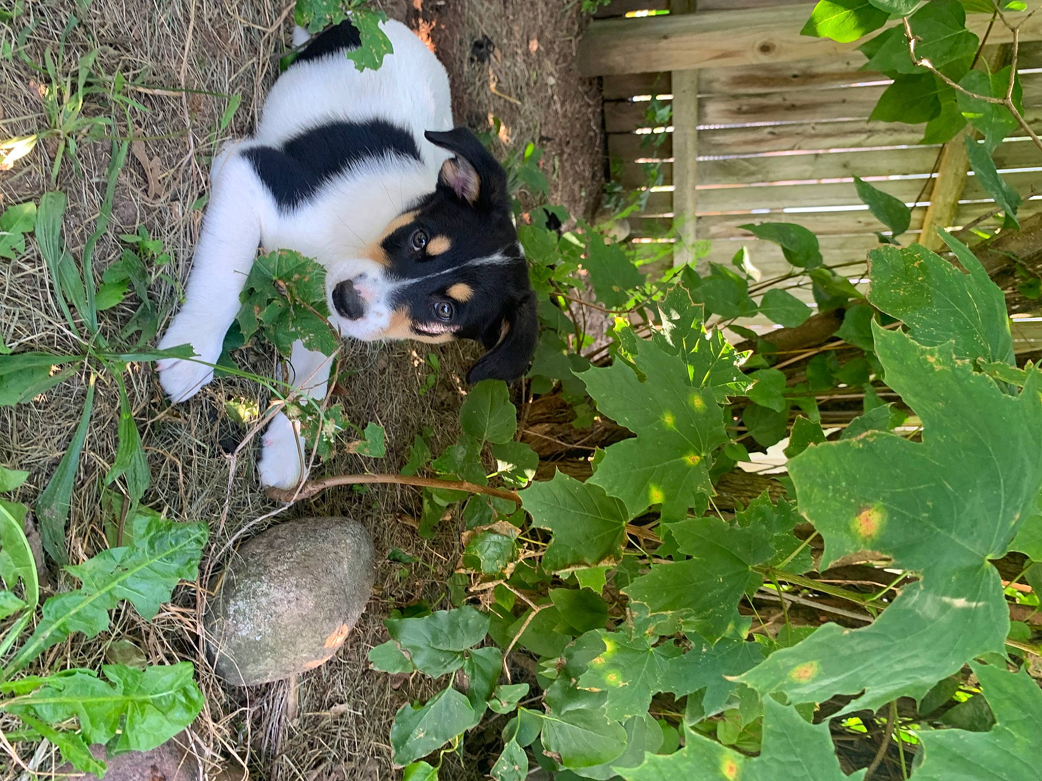 Hershey is registered to the contest to win money with this photo: annual_plant, biome, botany, carnivore, dog_breed, flowering_plant, fur, grass, groundcover, leaf, plant, soil, sporting_group, terrestrial_animal, terrestrial_plant, vegetation