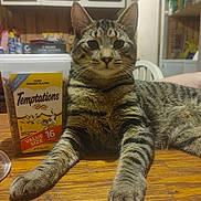 Kitty is registered to the contest to win money with this photo: cat, tabby, cat_treats, container, wooden_table, kitchen, indoor, feline, pet, relaxed, striped, fur, animal, domestic, food, packaging, table, household, cabinet, closeup