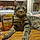 Kitty