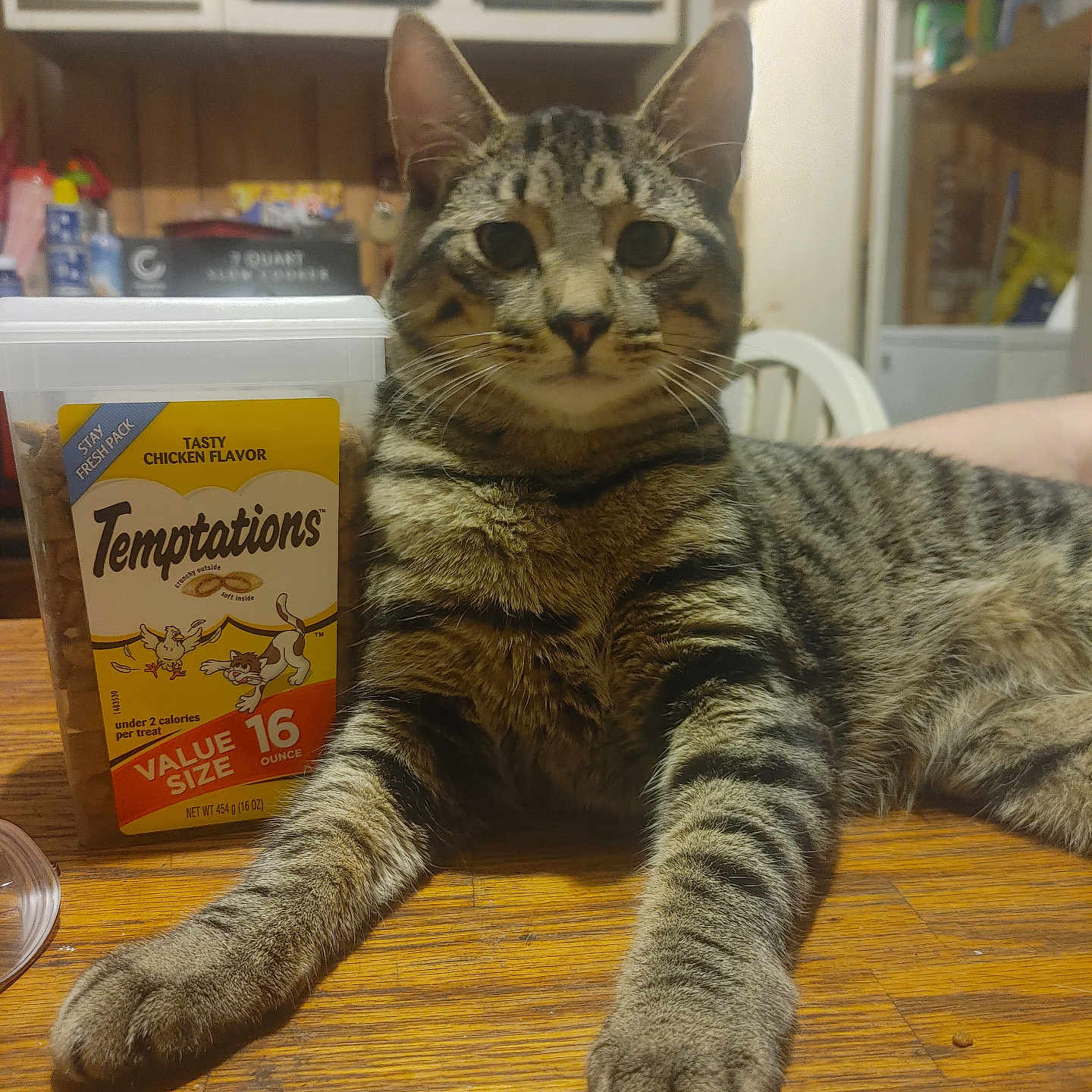 Kitty