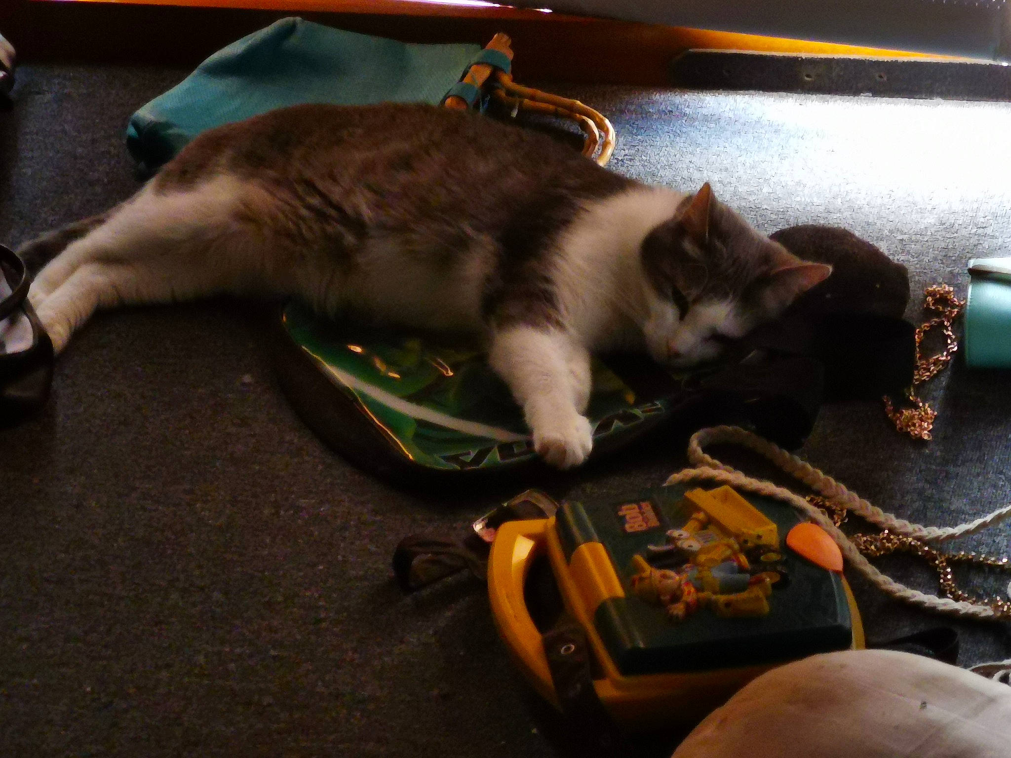 Guess joined the competition — help win amazing prizes! box, cable, carnivore, cat, companion_dog, domestic_short_haired_cat, felidae, flooring, fur, recreation, small_to_medium_sized_cats, tail, whiskers, wire