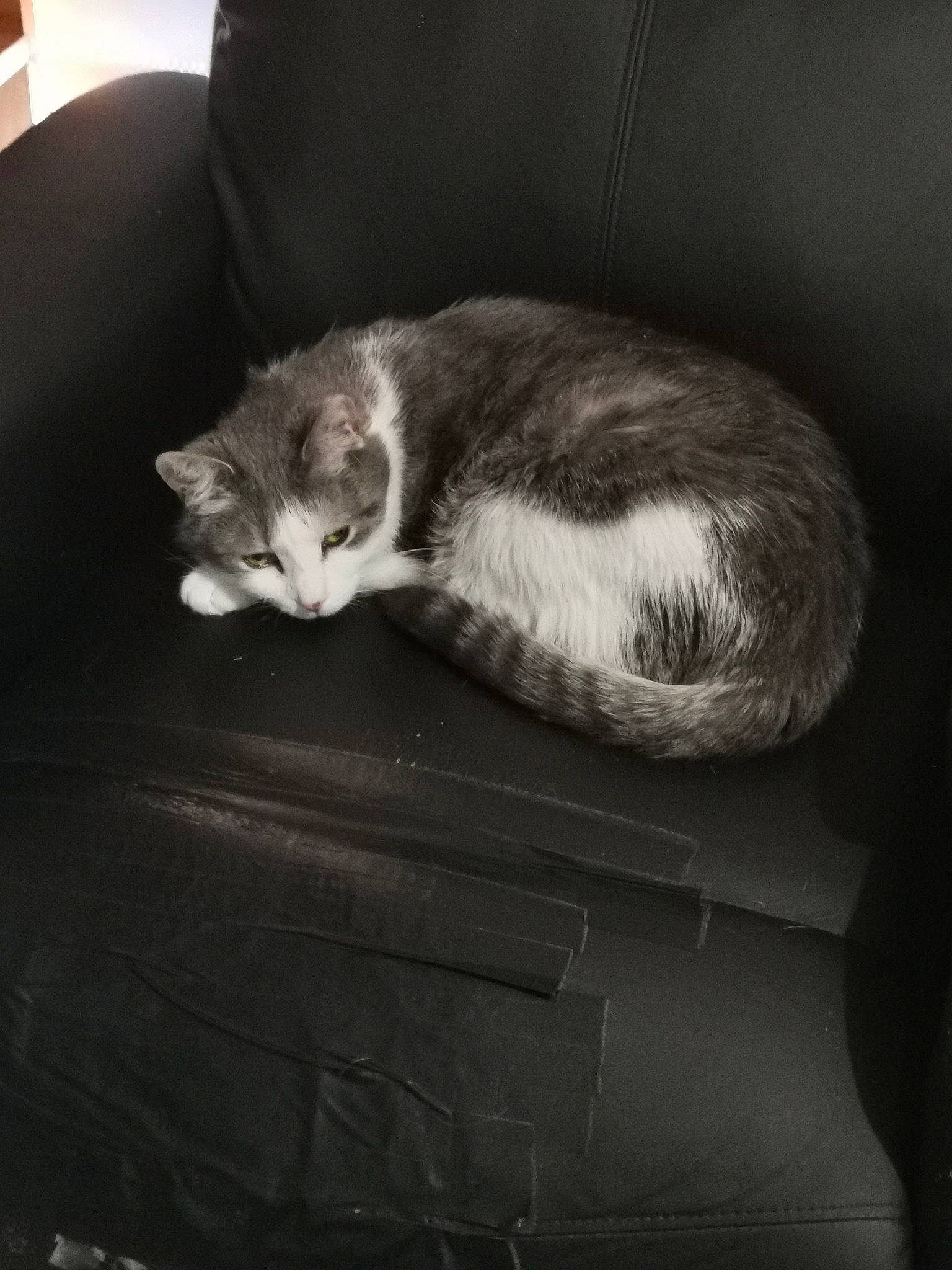 Guess is registered to the contest to win money with this photo: box, carnivore, cat, cloud, comfort, couch, darkness, domestic_short_haired_cat, felidae, fur, grey, monochrome, monochrome_photography, paw, small_to_medium_sized_cats, snout, tail, tints_and_shades, whiskers, wood