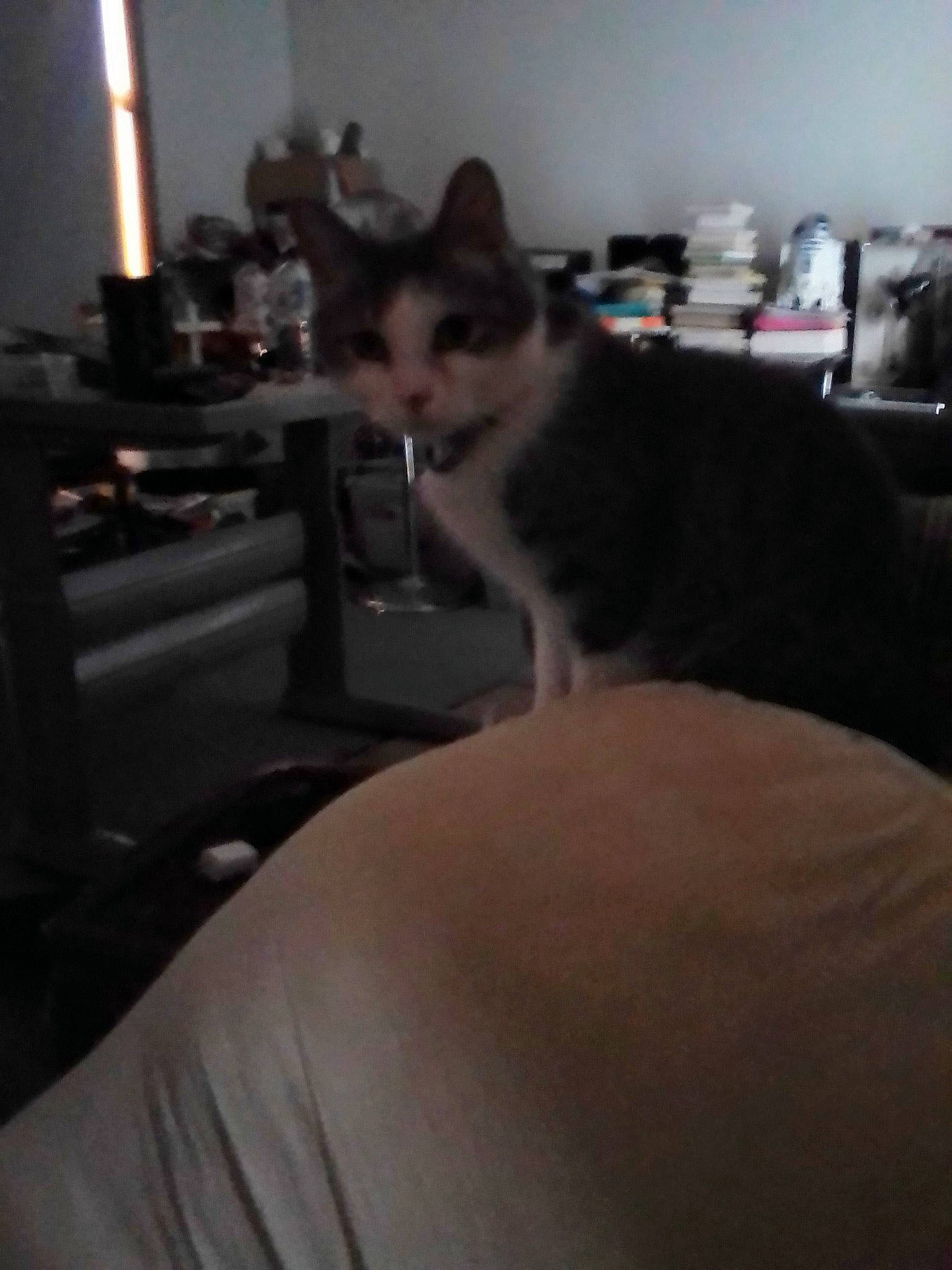 Guess joined the competition — help win amazing prizes! canidae, carnivore, cat, comfort, darkness, dog_breed, domestic_short_haired_cat, felidae, flooring, fur, hardwood, night, room, sitting, small_to_medium_sized_cats, snout, tail, whiskers, wood