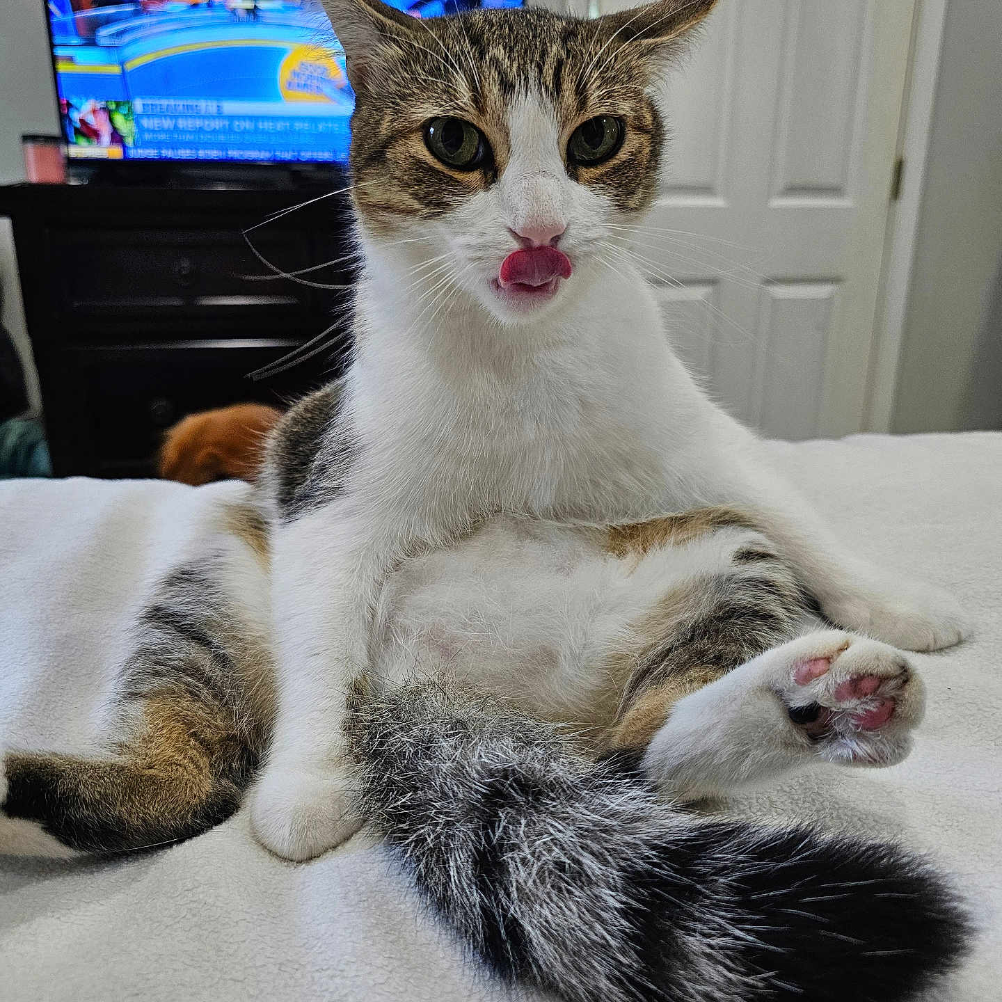 Binks is registered to the contest to win money with this photo: animal, architecture, building, canine, cat, computerhardware, couch, dog, electronics, entertainmentcenter, furniture, hardware, indoors, livingroom, monitor, person, pet, room, screen, tv