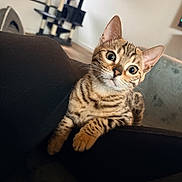 Nala a rejoint le concours — aidez-le/la à gagner de superbes lots ! cat, kitten, spotted, curious, indoor, cushion, furniture, cat_tree, pet, animal, whiskers, ears, eyes, tabby, cute, small, young, domestic, fur, playful