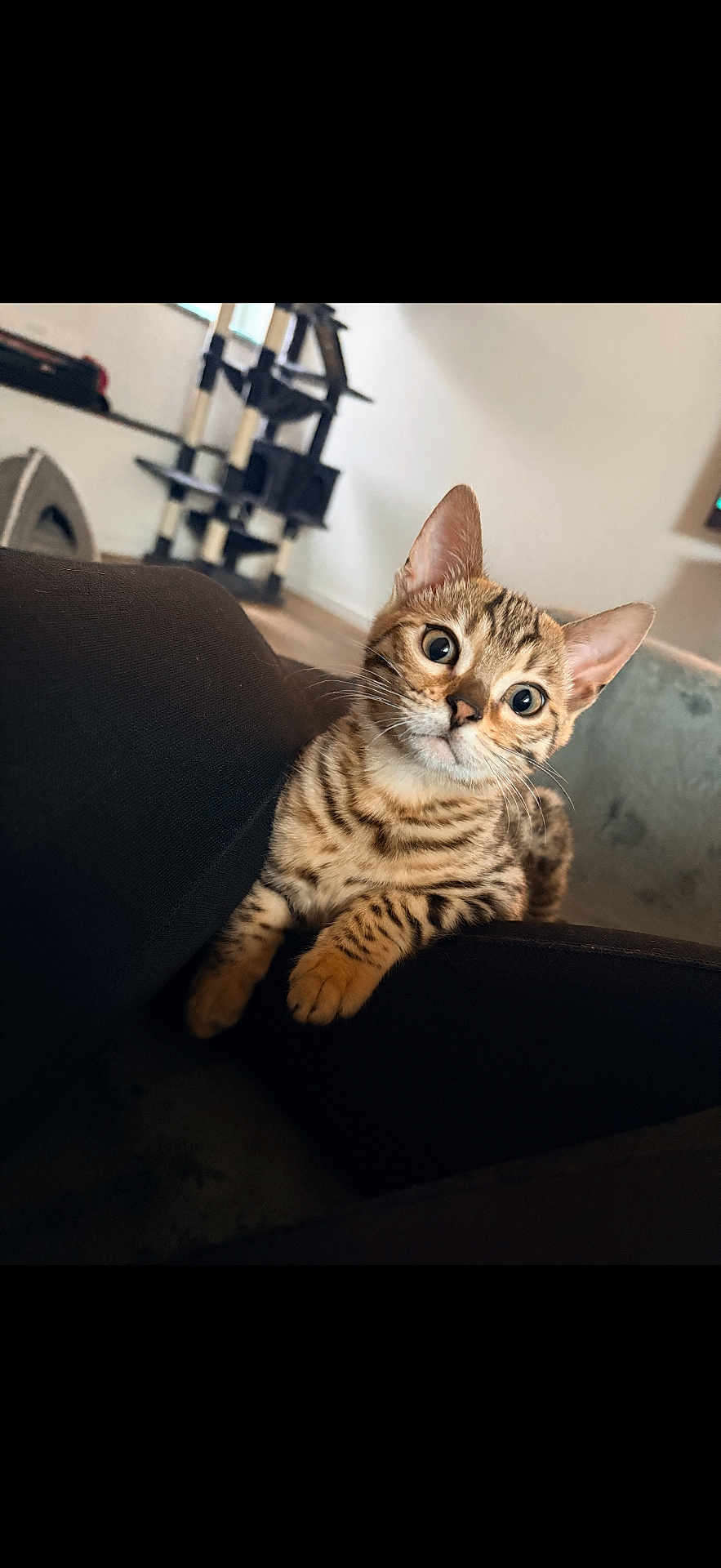 Nala a rejoint le concours — aidez-le/la à gagner de superbes lots ! cat, kitten, spotted, curious, indoor, cushion, furniture, cat_tree, pet, animal, whiskers, ears, eyes, tabby, cute, small, young, domestic, fur, playful