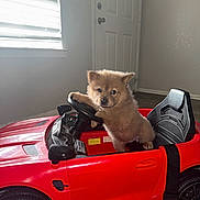 Canela joined the competition — help win amazing prizes! puppy, dog, red_toy_car, toy_car, steering_wheel, seat, indoor, window, blinds, door, hardwood_floor, wheel, fur, cute, pet, eyes, small_puppy, playful, portrait, seatbelt