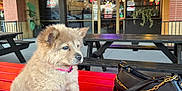 Canela is registered to the contest to win money with this photo: puppy, dog, puppy_face, fluffy_fur, pink_collar, red_bench, picnic_table, purse, handbag, outdoor_patios, restaurant_front, string_lights, neon_sign, brick_wall, wooden_tables, bokeh_lights, casual_setting, portrait, cute, accessory