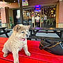 puppy, dog, puppy_face, fluffy_fur, pink_collar, red_bench, picnic_table, purse, handbag, outdoor_patios, restaurant_front, string_lights, neon_sign, brick_wall, wooden_tables, bokeh_lights, casual_setting, portrait, cute, accessory
