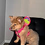 Canela is registered to the contest to win money with this photo: puppy, dog, pet, harness, pink_harness, fabric_wings, fluffy_fur, sitting, leather_sofa, black_sofa, indoor, wall, floor, paws, ears, muzzle, eyes, collar, cute, portrait