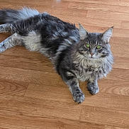 Ningi participe au concours pour gagner de l'argent avec cette photo : cat, gray_cat, fluffy, green_eyes, wooden_floor, pet, animal, indoor, feline, cute, long_hair, relaxed, laying_down, domestic_cat, whiskers, ears, paws, fur, alert, looking
