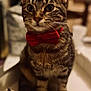 Mimouche a rejoint le concours — aidez-le/la à gagner de superbes lots ! cat, tabby, bow_tie, pet, animal, indoor, box, feline, cute, portrait, whiskers, ears, fur, sitting, closeup, domestic_cat, striped, mammal, young_cat, red_bow_tie