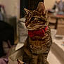 cat, tabby, bow_tie, pet, indoor, cardboard_box, sitting, feline, domestic_animal, fur, whiskers, ears, close_up, cute, animal, mammal, portrait, brown, striped, household