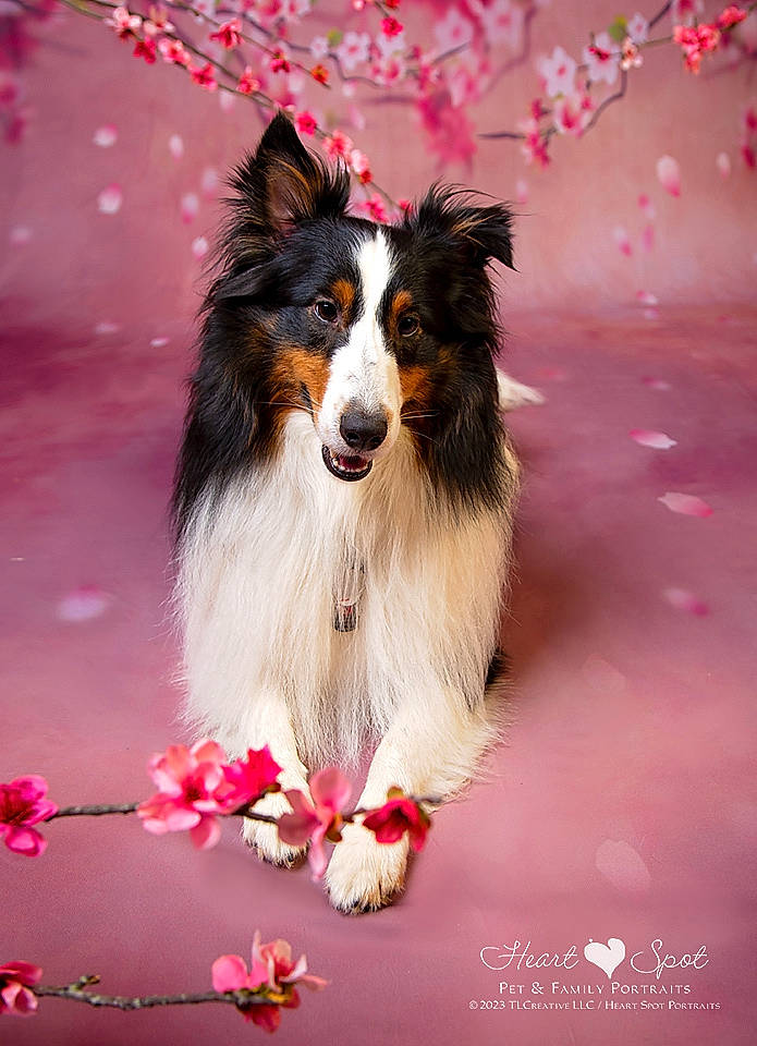 Bodhi joined the competition — help win amazing prizes! art, carnivore, collie, companion_dog, dog, dog_breed, dog_supply, event, fawn, flower, fur, happy, herding_dog, magenta, petal, rough_collie, scotch_collie, snout, whiskers, working_dog