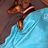 Alba participe au concours pour gagner de l'argent avec cette photo : dog, dachshund, sleeping, resting, blanket, blue_blanket, pink_collar, brown_fur, small_dog, pet, indoors, bed, cozy, relaxed, covered, lying_down, portrait, flash_photography, wood_floor, cute