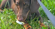 Alba participe au concours pour gagner de l'argent avec cette photo : dog, puppy, brown_dog, short_hair, long_ears, floppy_ears, grass, outdoors, greenery, leash, collar, chewing, toy, playful, curious, close_up, portrait, natural_light, garden, animal
