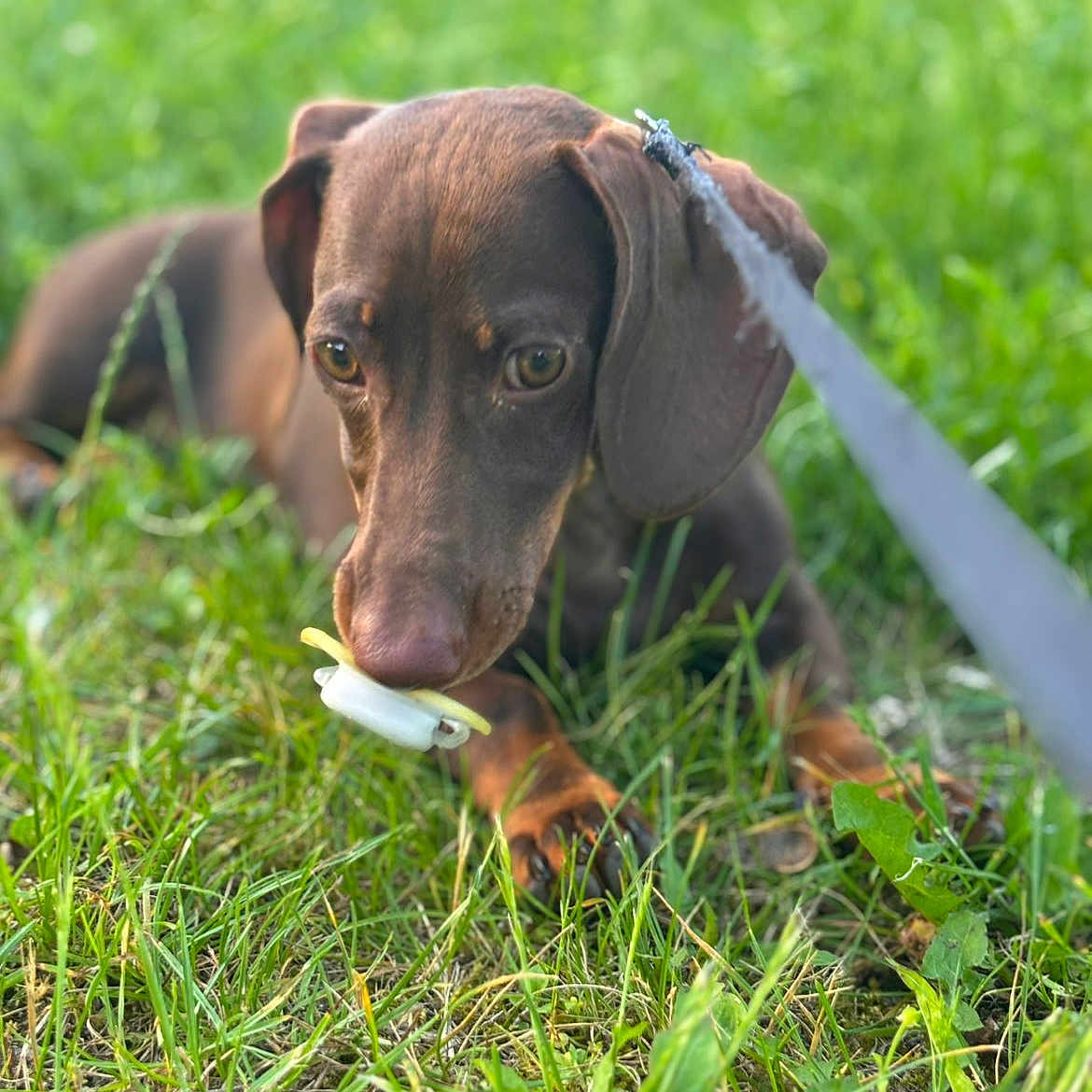 Alba participe au concours pour gagner de l'argent avec cette photo : dog, puppy, brown_dog, short_hair, long_ears, floppy_ears, grass, outdoors, greenery, leash, collar, chewing, toy, playful, curious, close_up, portrait, natural_light, garden, animal
