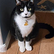 Sailor is registered to the contest to win money with this photo: animal, bell, black_and_white, cat, collar, curious, ears, feline, floor, home, indoor, pet, quiet, rug, sitting, starfish_pattern, tag, tail, whiskers, wooden_floor