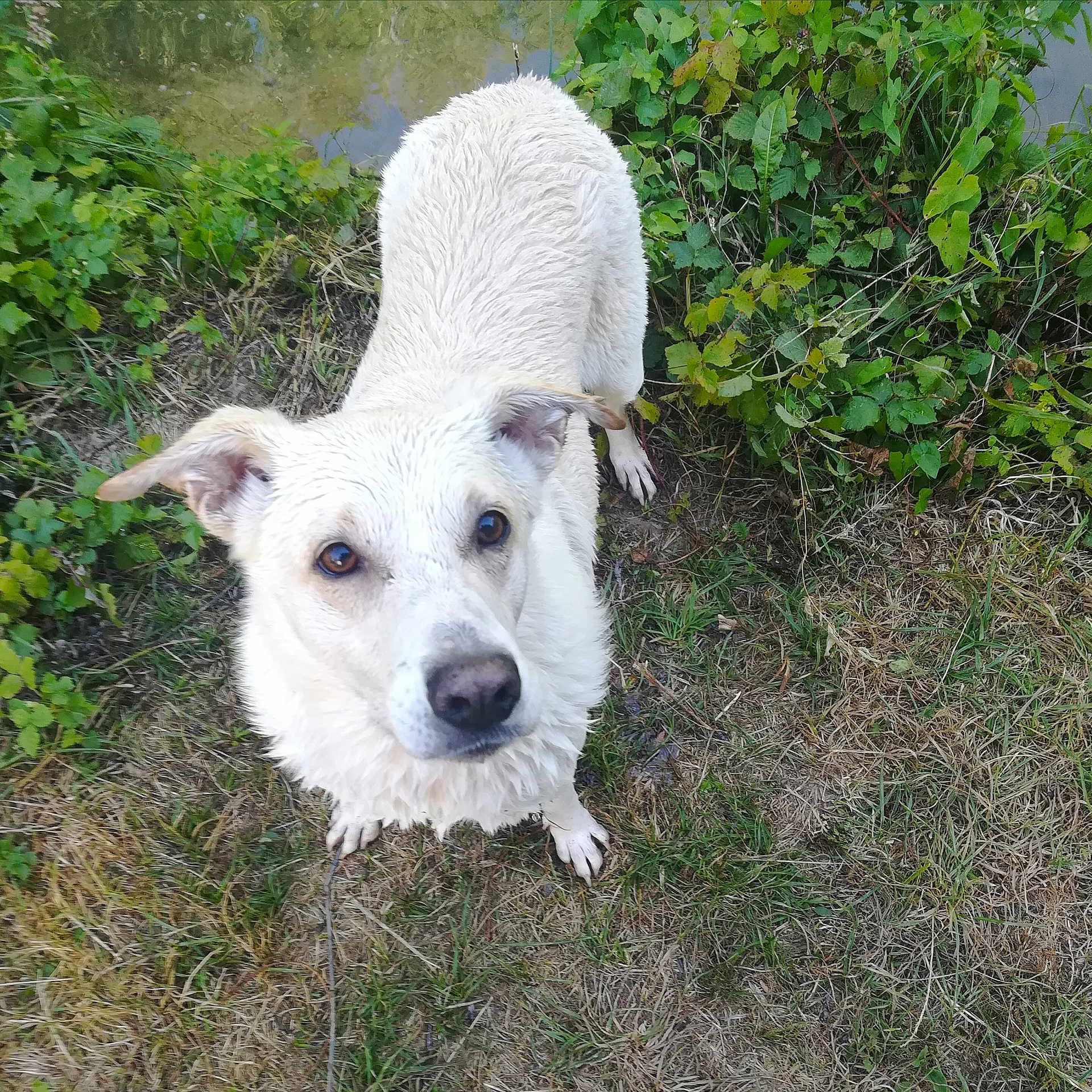Ganja participe au concours pour gagner de l'argent avec cette photo : companion_dog, dog, dog_breed, dog_breed_group, dog_like_mammal, rare_breed_dog, terrier