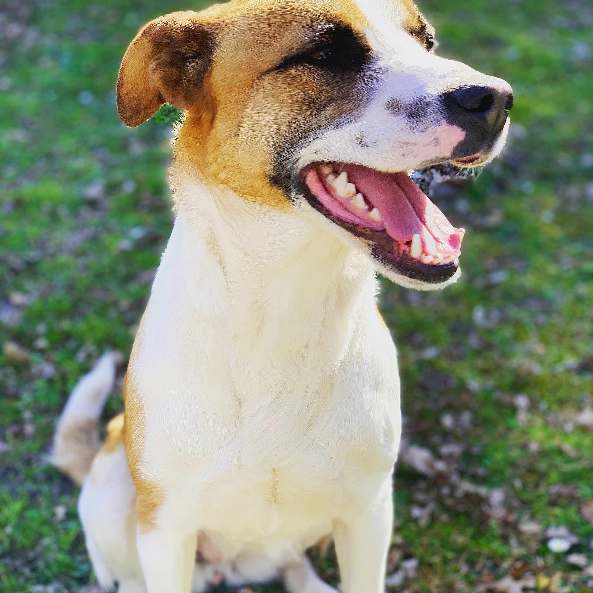 Milka a rejoint le concours — aidez-le/la à gagner de superbes lots ! accessories, animal, beagle, bodypart, boxer, bulldog, canine, dog, grass, hound, husky, labradorretriever, leash, mouth, person, pet, plant, strap, teeth, tongue