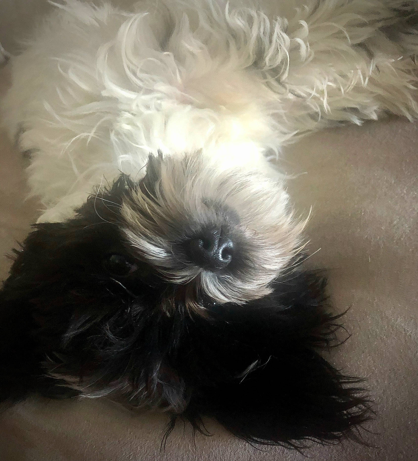 Dixon is registered to the contest to win money with this photo: affenpinscher, bolonka, canidae, carnivore, chinese_imperial_dog, companion_dog, dog, dog_breed, ear, fur, lhasa_apso, morkie, non_sporting_group, puppy, schnoodle, shih_tzu, terrier, toy_dog