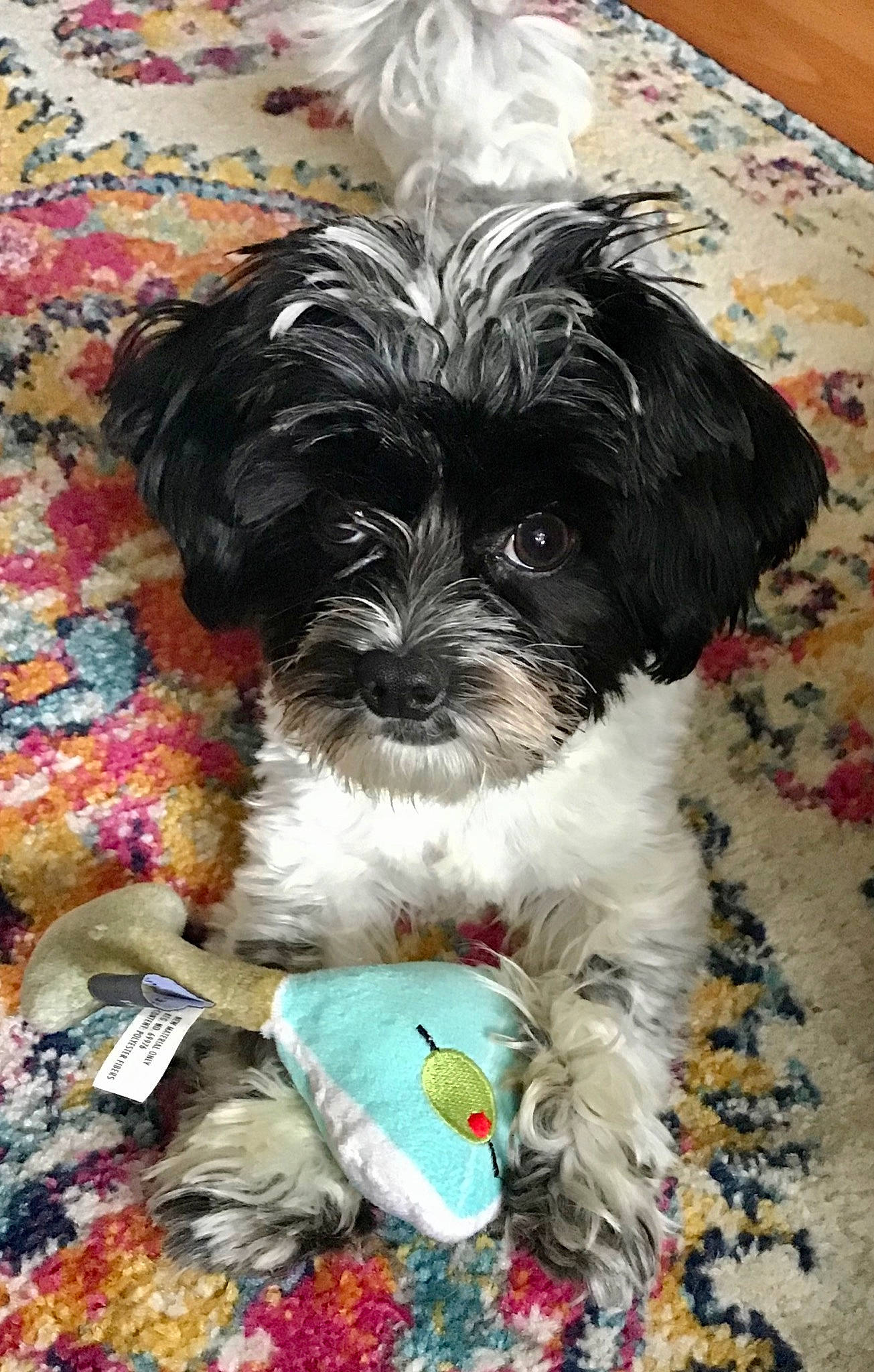 Dixon is registered to the contest to win money with this photo: affenpinscher, bolonka, canidae, carnivore, chinese_imperial_dog, companion_dog, dog, dog_breed, havanese, kyi_leo, mal_shi, maltepoo, mammal, morkie, puppy, schnoodle, shih_poo, shih_tzu, snout, vertebrate