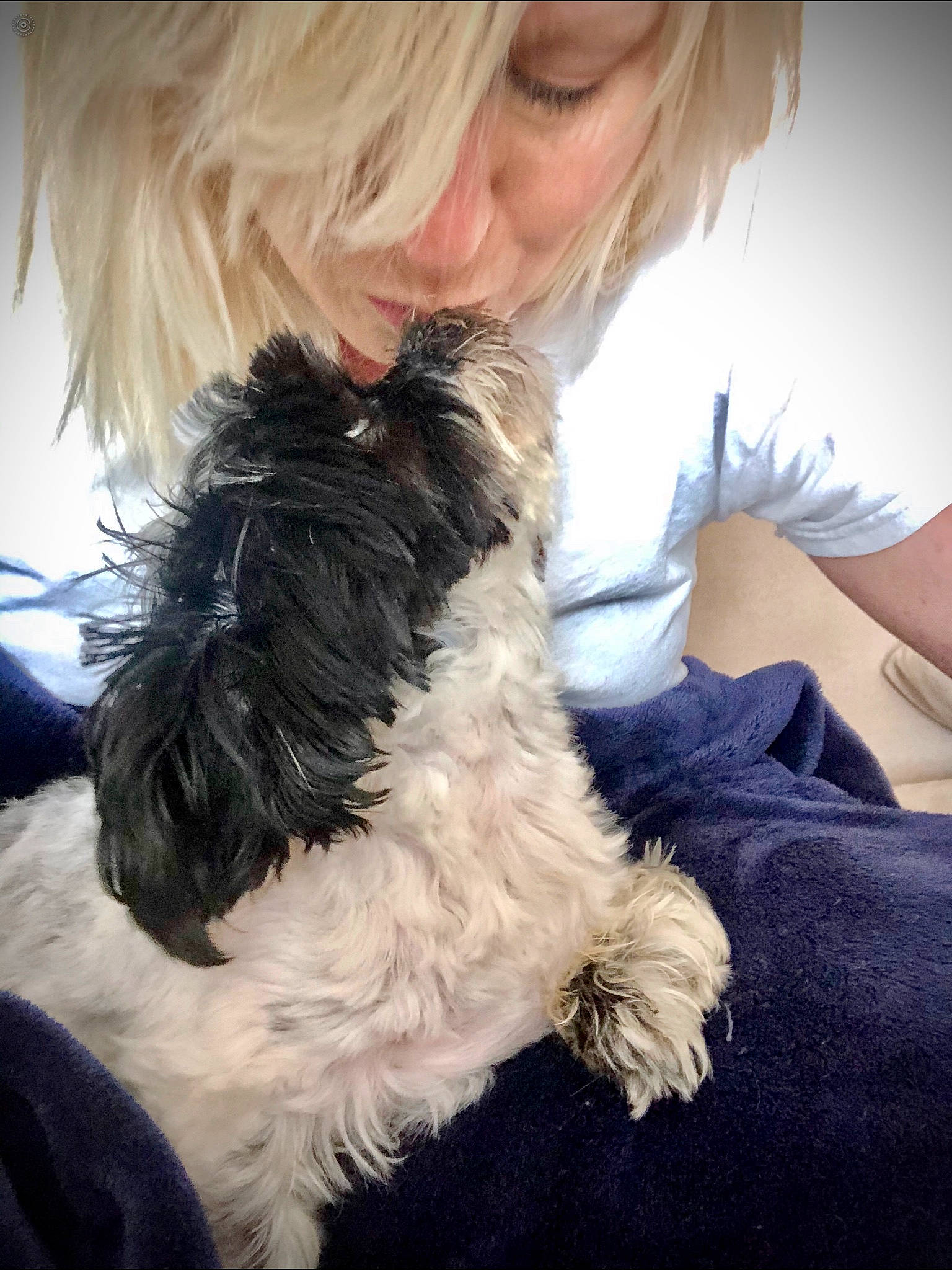 Dixon joined the competition — help win amazing prizes! affenpinscher, canidae, carnivore, companion_dog, dog, dog_breed, ear, fur, havanese, kyi_leo, maltepoo, mammal, miniature_schnauzer, non_sporting_group, puppy, schnoodle, shih_tzu, sporting_group, terrier, tibetan_terrier