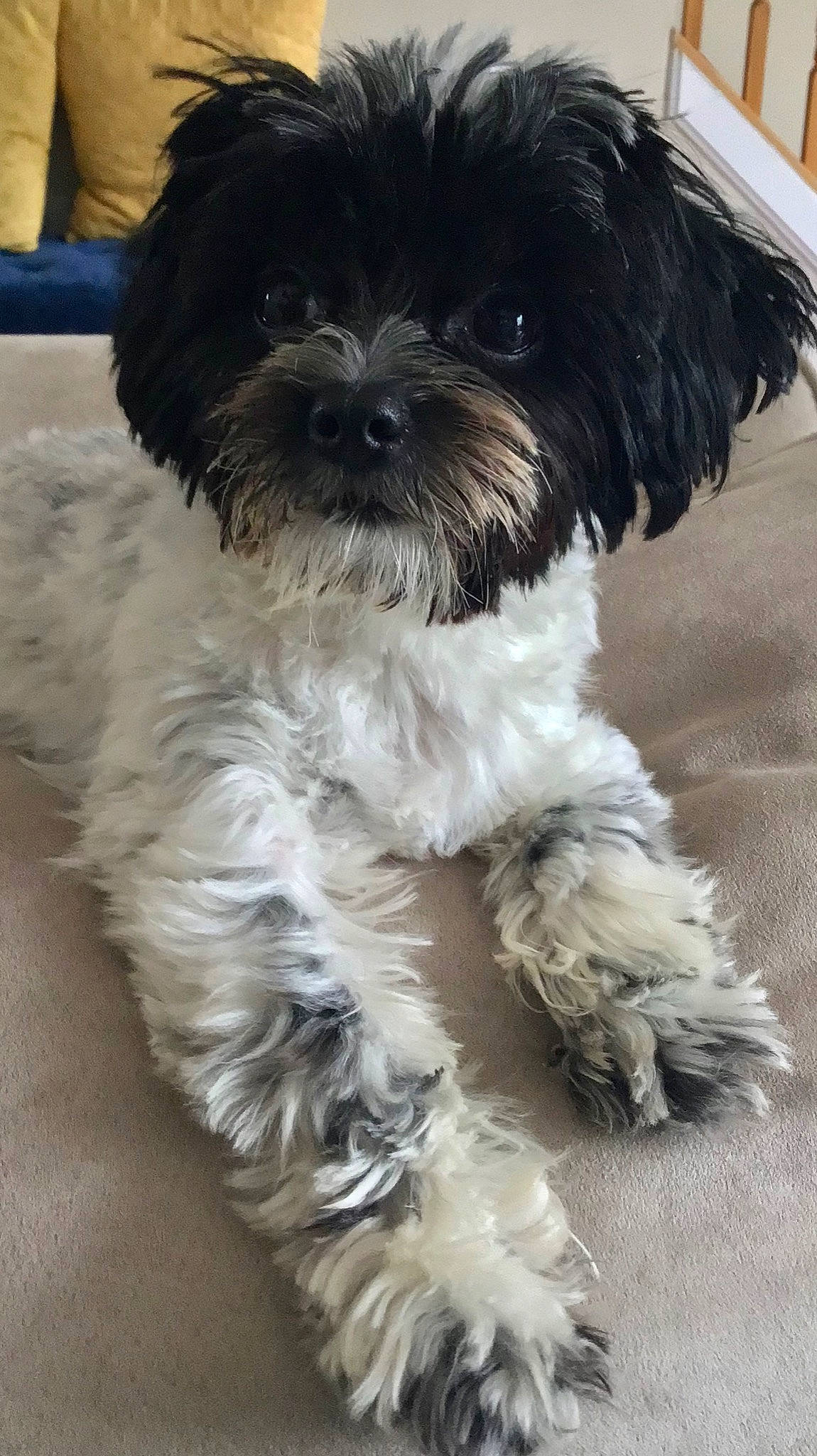 Dixon joined the competition — help win amazing prizes! bolonka, canidae, carnivore, cavapoo, chinese_imperial_dog, companion_dog, dog, dog_breed, havanese, kyi_leo, lhasa_apso, maltepoo, mammal, poodle_crossbreed, puppy, schnoodle, shih_poo, shih_tzu, tibetan_terrier, vertebrate
