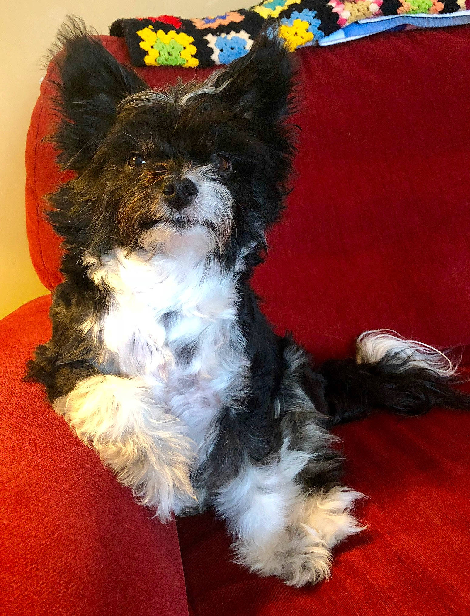 Mason joined the competition — help win amazing prizes! biewer_terrier, bolonka, canidae, carnivore, companion_dog, dog, dog_breed, kyi_leo, maltepoo, mammal, morkie, puppy, schnoodle, shih_tzu, small_terrier, snout, terrier, toy_dog, vertebrate, yorkshire_terrier