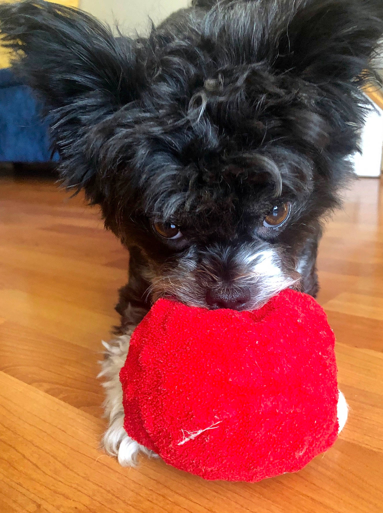 Mason is registered to the contest to win money with this photo: affenpinscher, bolonka, canidae, carnivore, companion_dog, dog, dog_breed, dog_clothes, dog_toy, havanese, morkie, non_sporting_group, pekapoo, puppy, schnoodle, snout, sporting_group, toy_dog, toy_poodle, yorkipoo