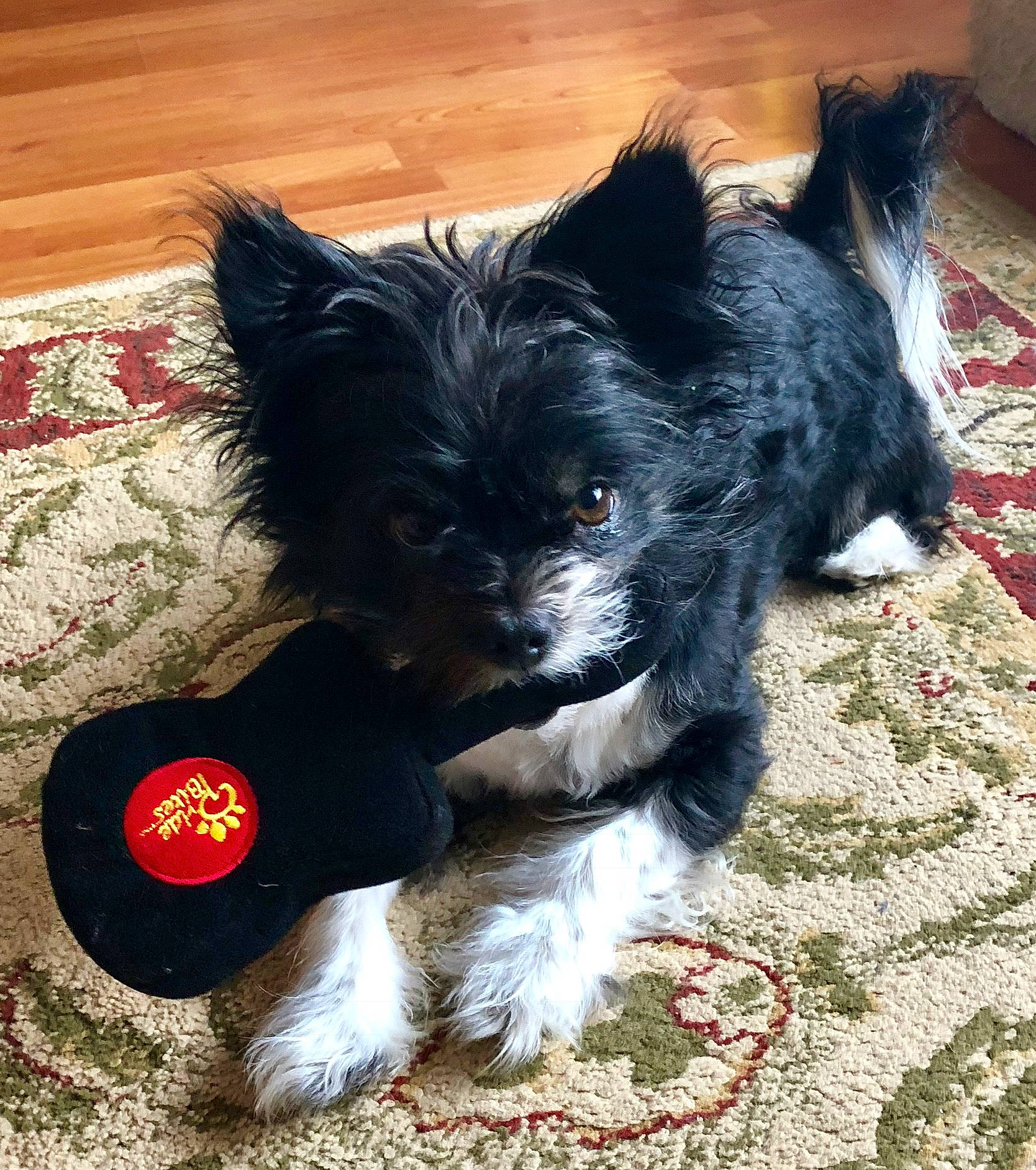 Mason joined the competition — help win amazing prizes! biewer_terrier, cairn_terrier, canidae, carnivore, companion_dog, dog, dog_breed, maltepoo, mammal, morkie, puppy, rare_breed_dog, small_terrier, snout, sporting_group, terrier, toy_dog, vertebrate, yorkipoo, yorkshire_terrier