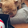 bulldog, dog, sleeping, cushion, indoor, wooden_floor, pet, cozy, tongue_out, wrinkles, basket, plush_toy, polka_dot, gray, brown, close_up, resting, cute, animal, domestic