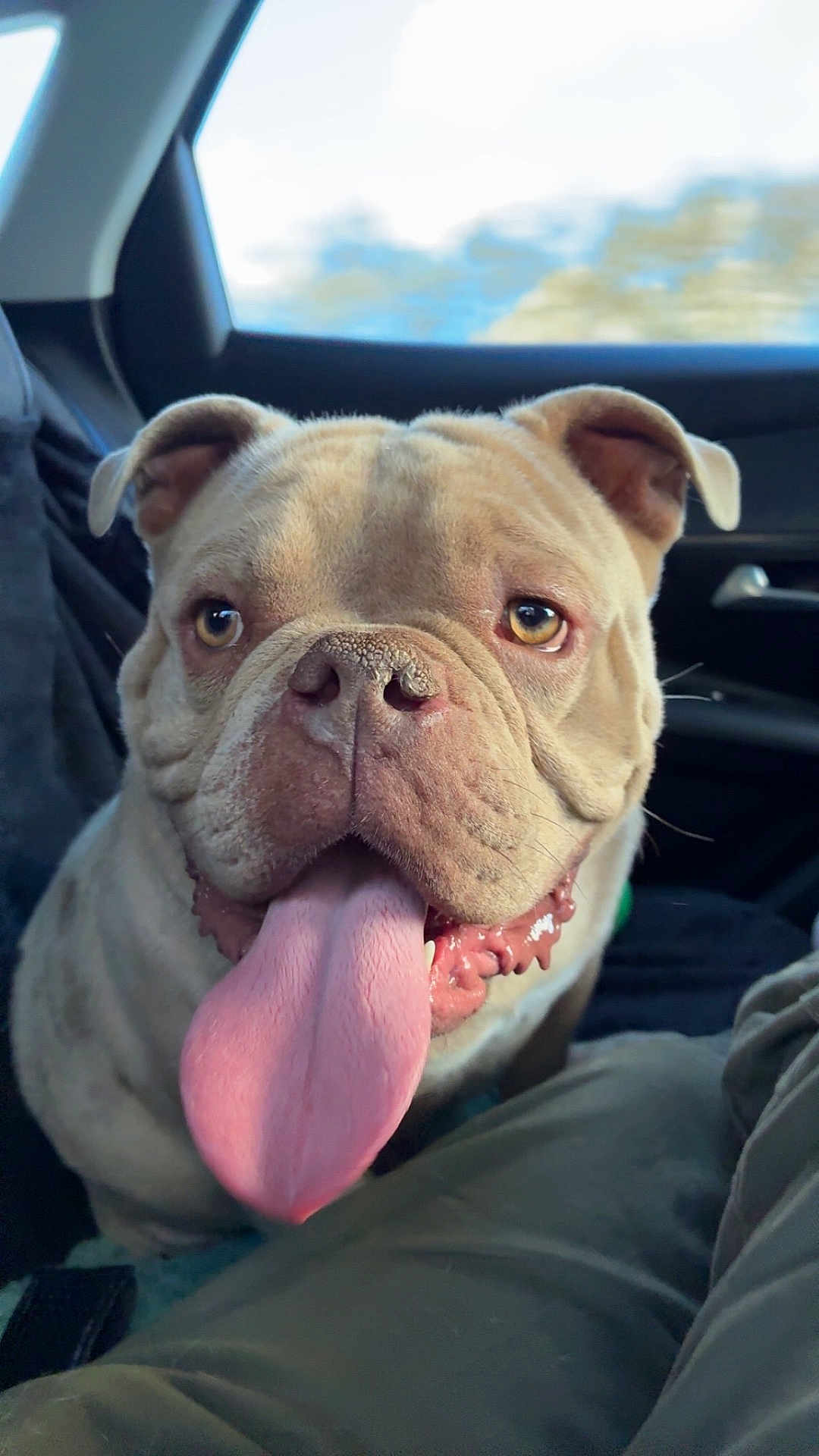 Hadès participe au concours pour gagner de l'argent avec cette photo : bulldog, dog, tongue_out, car_interior, pet, close_up, animal, canine, happy, wrinkles, seat, window, daylight, tongue, ears, face, nose, expression, sitting, inside