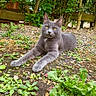 cat, gray_cat, outdoor, garden, plants, greenery, fence, relaxed, animal, pet, nature, leafy, ground, stretching, fur, whiskers, yellow_eyes, calm, daylight, mammal