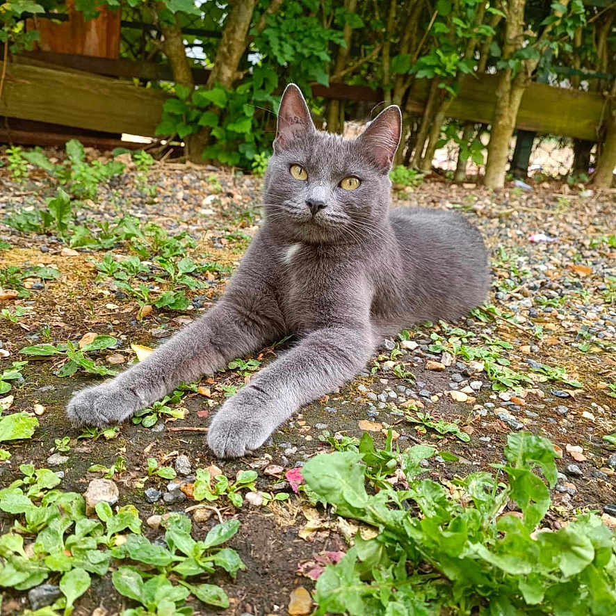 Daisy a rejoint le concours — aidez-le/la à gagner de superbes lots ! cat, gray_cat, outdoor, garden, plants, greenery, fence, relaxed, animal, pet, nature, leafy, ground, stretching, fur, whiskers, yellow_eyes, calm, daylight, mammal