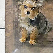 Gingi joined the competition — help win amazing prizes! accessories, affenpinscher, animal, ankle, bodypart, canine, clothing, dog, footwear, leash, path, person, pet, puppy, sandal, shoe, slate, strap, terrier, walkway